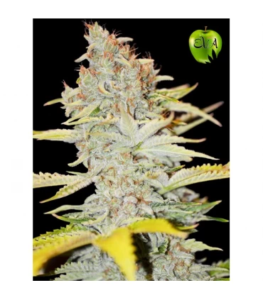 Furious Candy - Eva Seeds - Kayamurcia.es