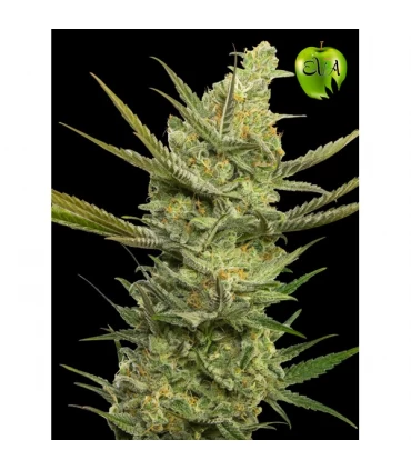 Gipsy Haze - Eva Seeds - Kayamurcia.es