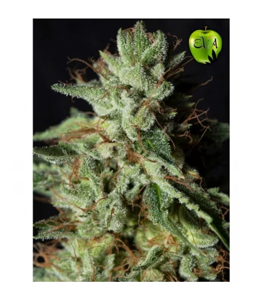 Gorilla Candy - Eva Seeds - Kayamurcia.es