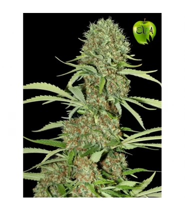 Jamaican Dream - Eva Seeds - Kayamurcia.es