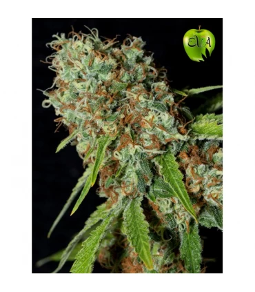 Jamaican Dream CBD - Eva Seeds - Kayamurcia.es
