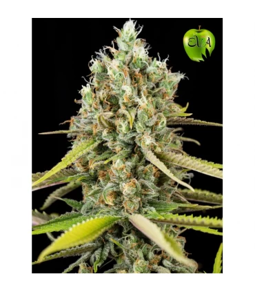 Lemon King - Eva Seeds - Kayamurcia.es