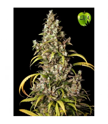 Monster - Eva Seeds - Kayamurcia.es