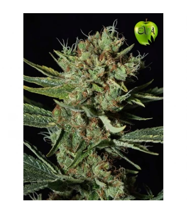 Only CBD - Eva Seeds - Kayamurcia.es