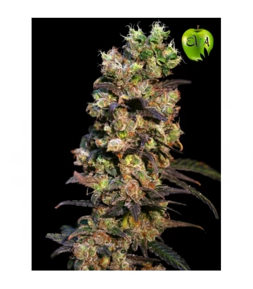 Pink Plant - Eva Seeds - Kayamurcia.es