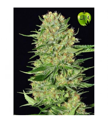 Veneno - Eva Seeds - Kayamurcia.es