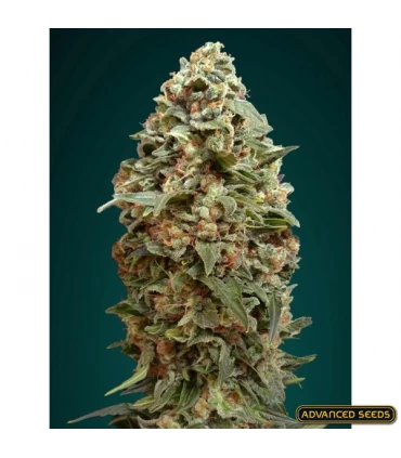 Afghan Skunk - Advanced Seeds