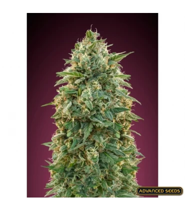 Amnesia - Advanced Seeds