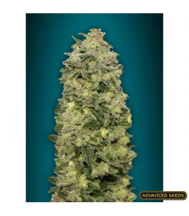 Auto Afghan Skunk - Advanced Seeds