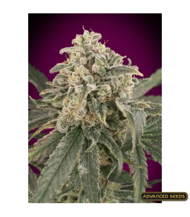 Auto Amnesia XXL - Advanced Seeds