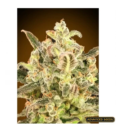 Auto Biodiesel Mass XXL - Advanced Seeds