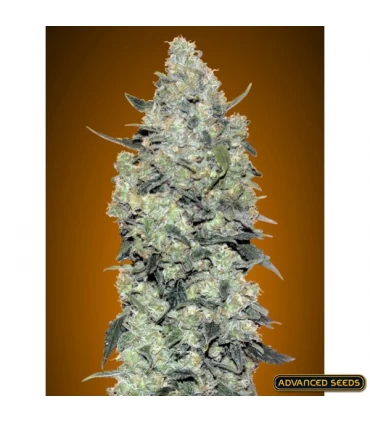 Auto Critical Mass - Advanced Seeds