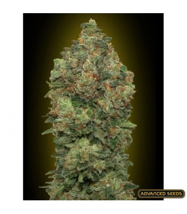 Auto Critical Soma - Advanced Seeds