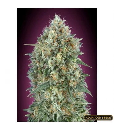 Auto Gelato 33 - Advanced Seeds.