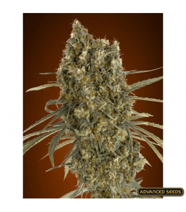 Auto Jack Herer - Advanced Seeds