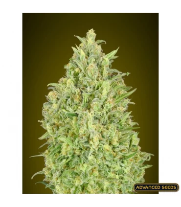 Auto Pineapple Glue - Advanced Seeds