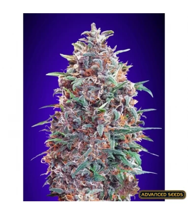 Auto Purple Diesel - Advanced Seeds