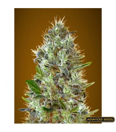 Auto Somango - Advanced Seeds