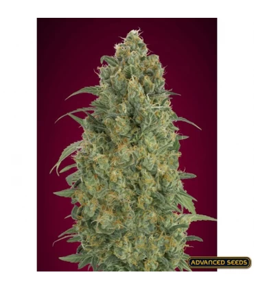 Auto Strawberry Gum - Advanced Seeds