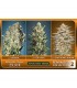 Feminized Collection n2 - Advanced Seeds
