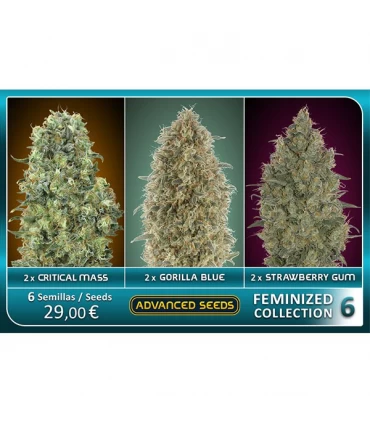 Feminized Collection n6 - Advanced Seeds