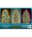 Feminized Collection n6 - Advanced Seeds