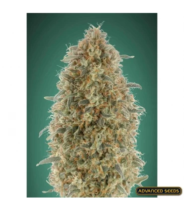 Gorilla Blue - Advanced Seeds