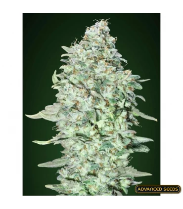 OG Kush S.F.V - Advanced Seeds