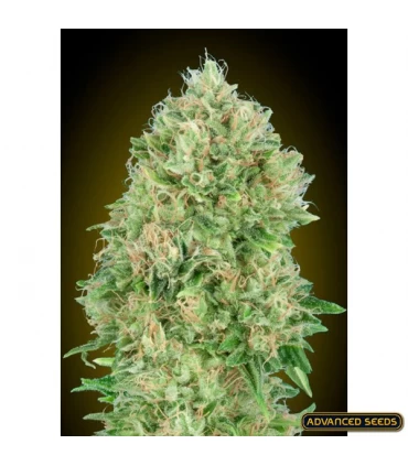 Pineapple Glue - Advanced Seeds