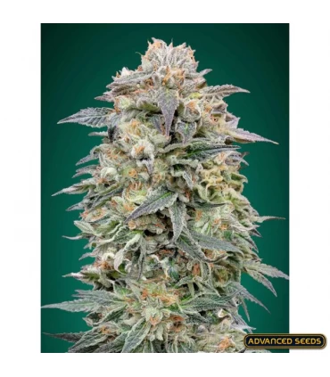 Shark Widow CBD - Advanced Seeds