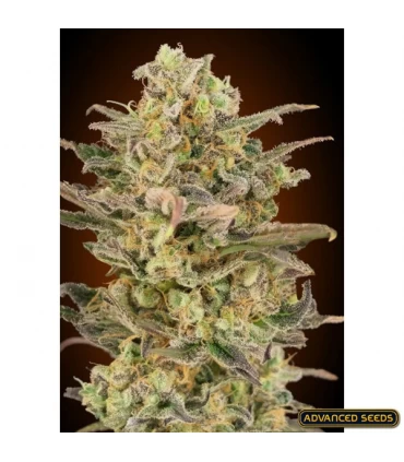 Somango Glue - Advanced Seeds 