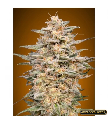 Somango Widow - Advanced Seeds