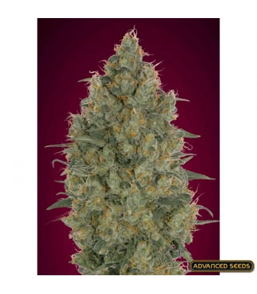 Strawberry Gum - Advanced Seeds