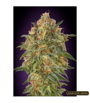 Zkittlez - Advanced Seeds