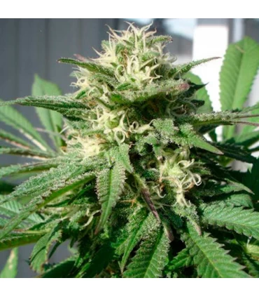 Bubble Bud - Black Skull Seeds. - Kayamurcia.es