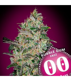 Bubble Gum Fast - 00 Seeds