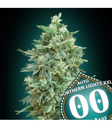 Auto Northern Lights XXL - 00 Seeds
