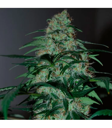 Five-o - Black Skull Seeds. - Kayamurcia.es
