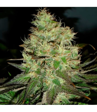 Jack Herer - Black Skull Seeds. - Kayamurcia.es