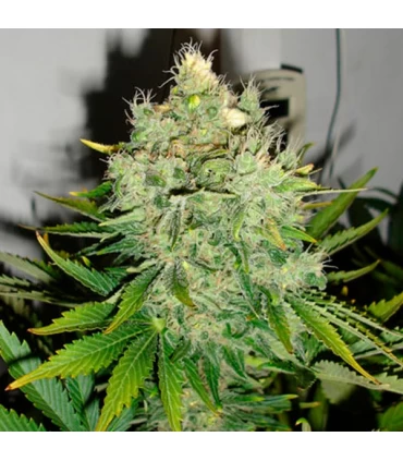 Pepper Jack Haze - Black Skull Seeds. - Kayamurcia.es