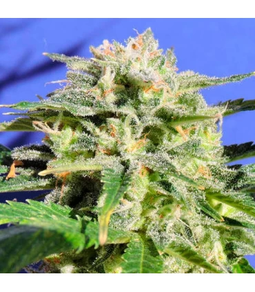 Auto Lemonberry Haze - Original Sensible.