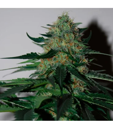 Pineapple Gum - Black Skull Seeds. - Kayamurcia.es