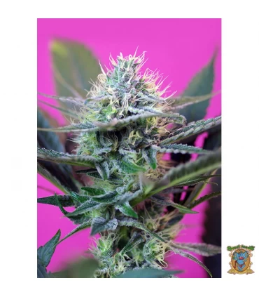 Auto + Speed - Sweet Seeds - Kayamurcia.es