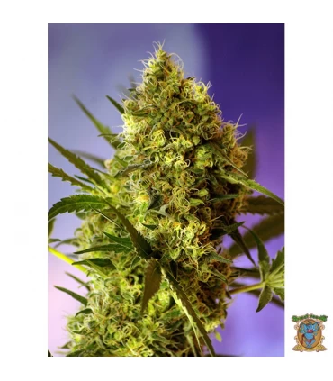 Auto Big Devil 2 - Sweet Seeds - Kayamurcia.es