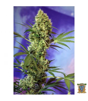Auto Big Devil - Sweet Seeds - Kayamurcia.es