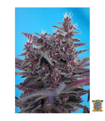 Auto Black Cream - Sweet Seeds - Kayamurcia.es