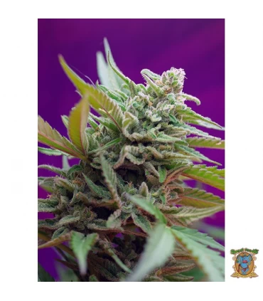 Auto Black Jack - Sweet Seeds - Kayamurcia.es