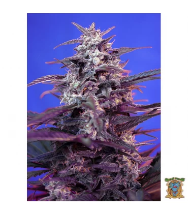 Auto Bloody Skunk - Sweet Seeds - Kayamurcia.es