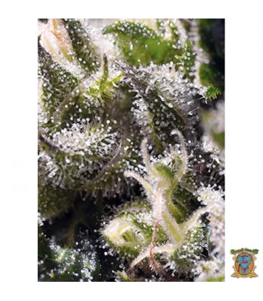Auto Cream Caramel - Sweet Seeds - Kayamurcia.es