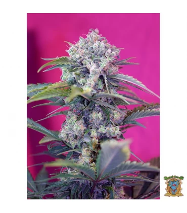 Auto Cream Mandarine - Sweet Seeds - Kayamurcia.es